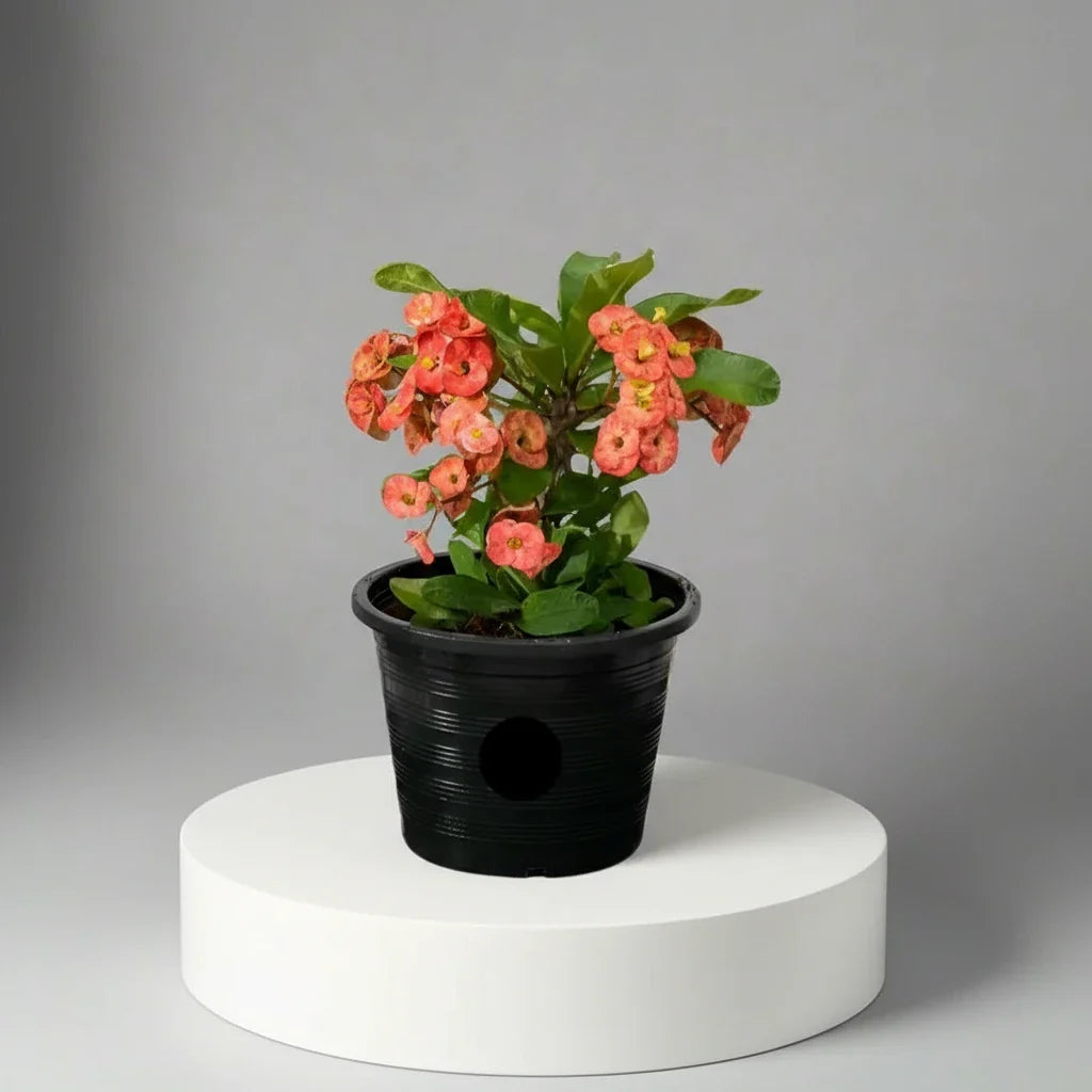 Euphorbia Holland or Crown Of Thorns (Thai) 20 - 30cm - Greensouq - 