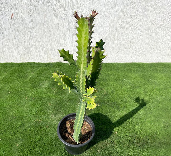 Euphorbia lactea or Dragoon bones tree 0.5 - 0.7m - Greensouq - 