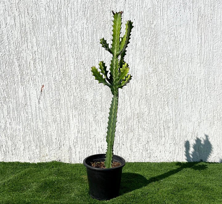 Euphorbia lactea or Dragoon bones tree 0.5 - 0.7m - Greensouq - 