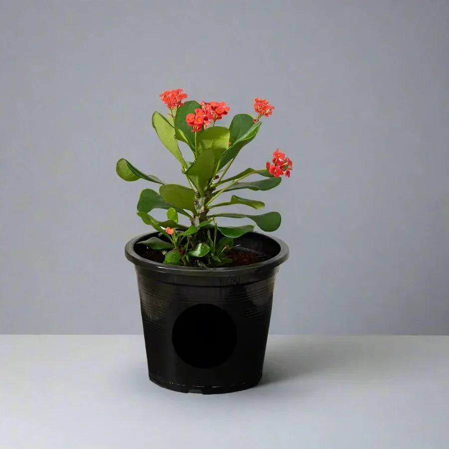 Euphorbia Millii Or Crown of Thorns 25 - 35cm - Greensouq - 
