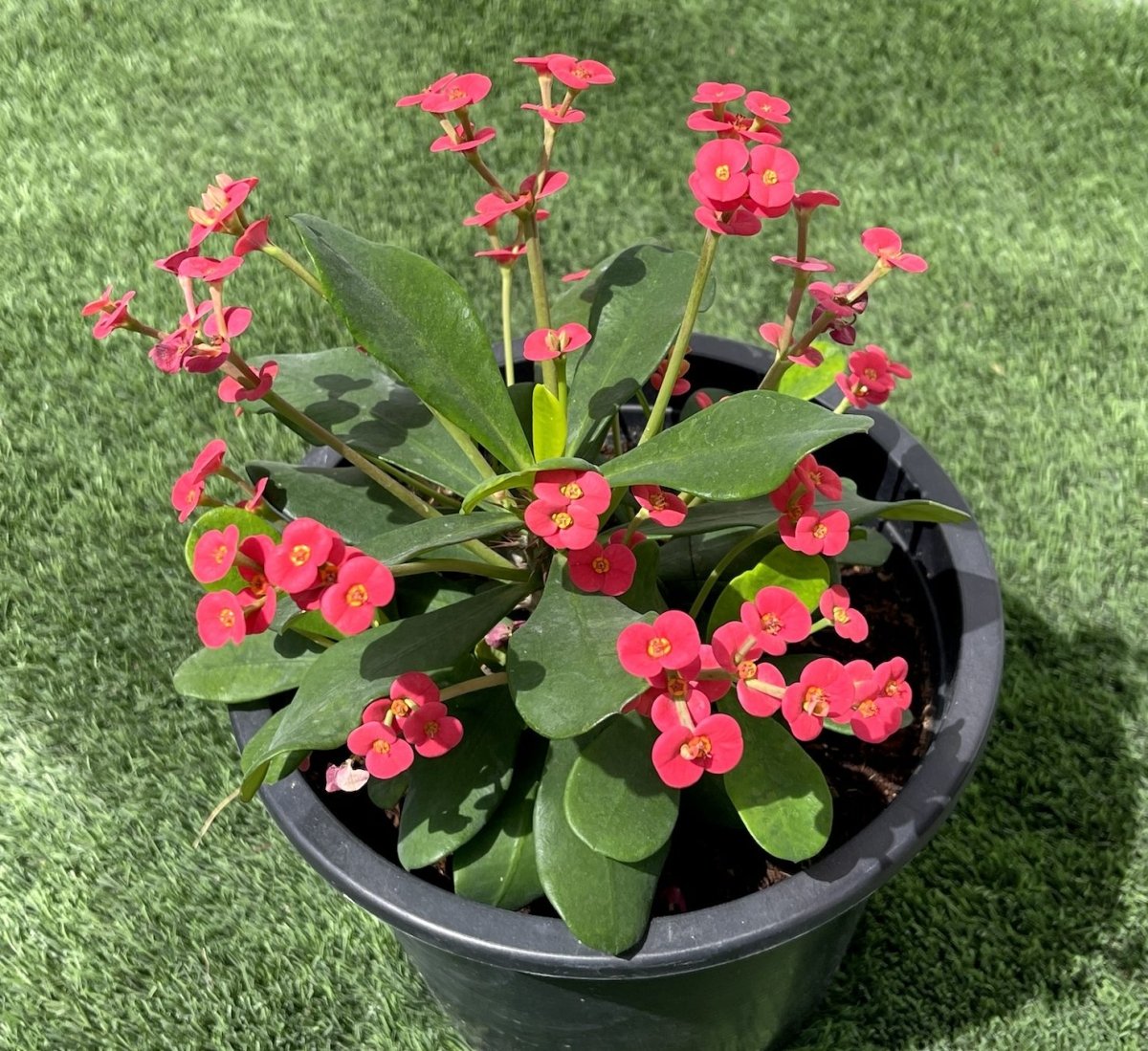 Euphorbia Millii Or Crown of Thorns 25 - 35cm - Greensouq - 
