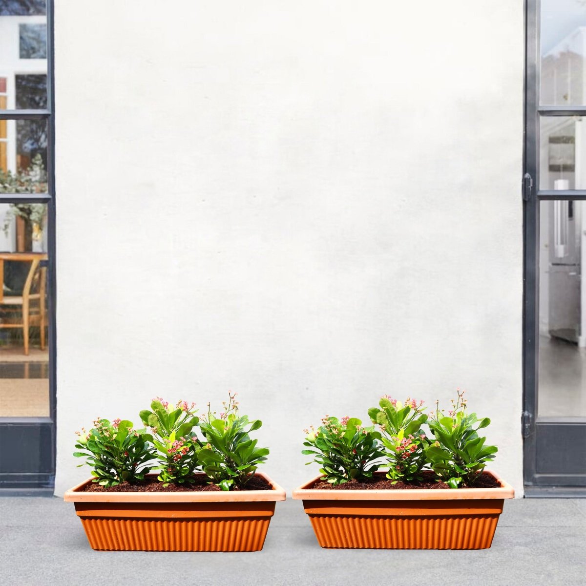Euphorbia Millii Or Crown of Thorns 25 – 35cm | Cosmoplast Planter - Greensouq - 