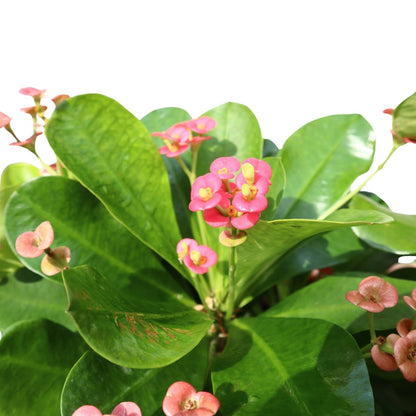 Euphorbia Millii Or Crown of Thorns 25 – 35cm | Cosmoplast Planter - Greensouq - 