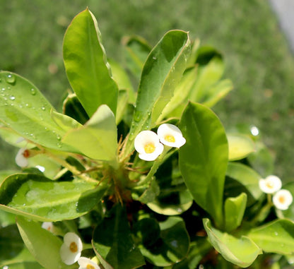 Euphorbia Millii White "Crown of Thorns" 0.25 - 0.35m - Greensouq - 