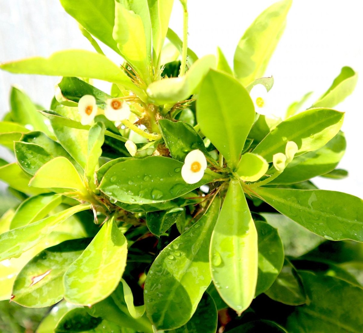 Euphorbia Millii White "Crown of Thorns" 0.25 - 0.35m - Greensouq - 