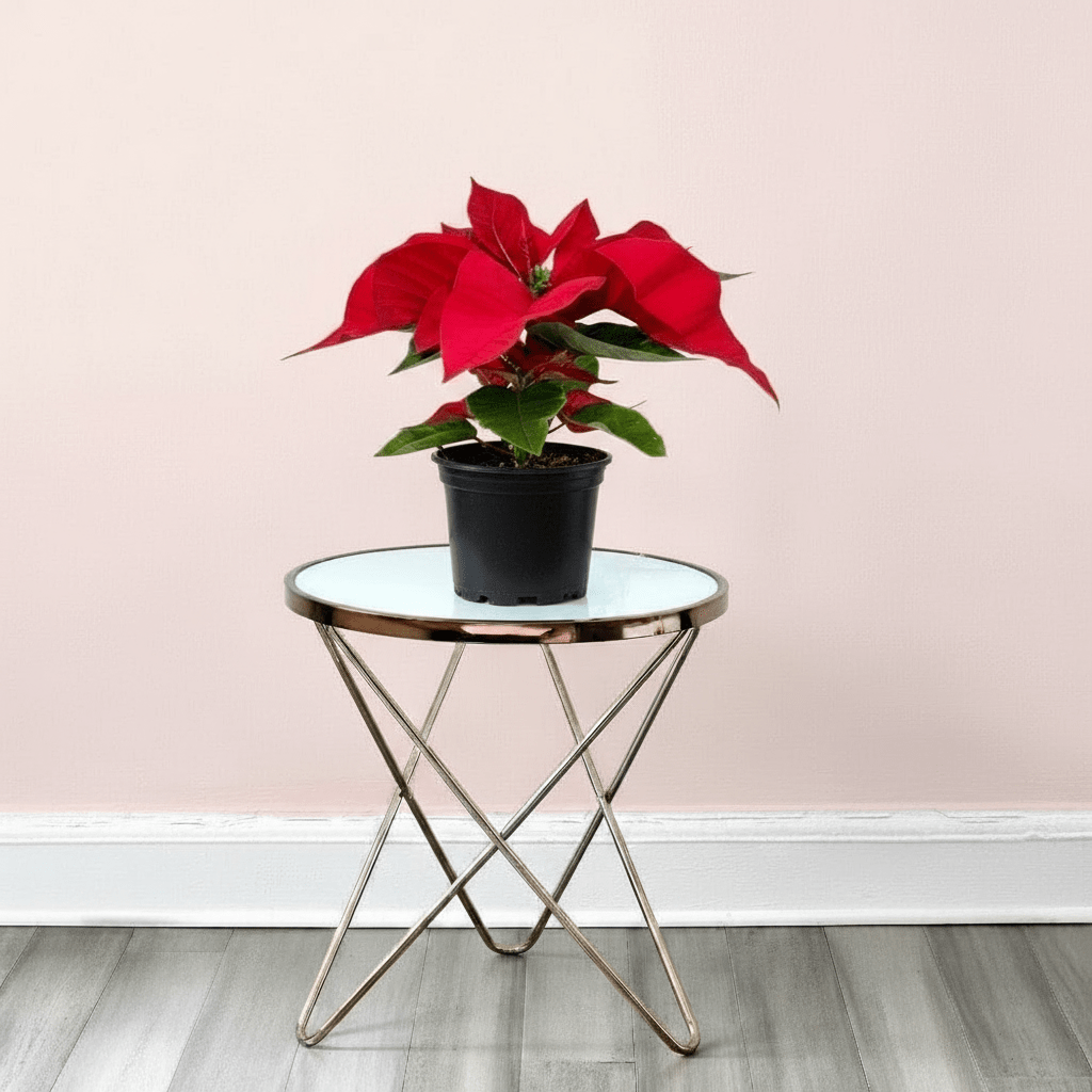 Euphorbia Pulcherrima (Titan Red) Or Poinsettia 30 - 40cm - Greensouq - 