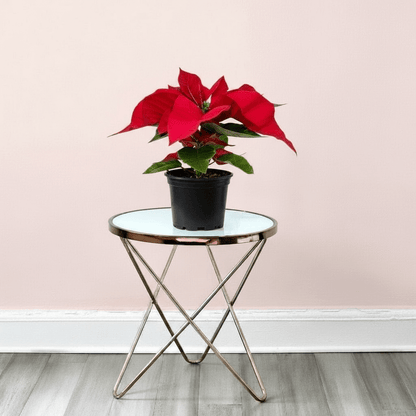 Euphorbia Pulcherrima (Titan Red) Or Poinsettia 30 - 40cm - Greensouq - 