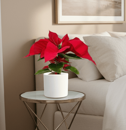 Euphorbia Pulcherrima (Titan Red) Or Poinsettia 30 - 40cm - Greensouq - 