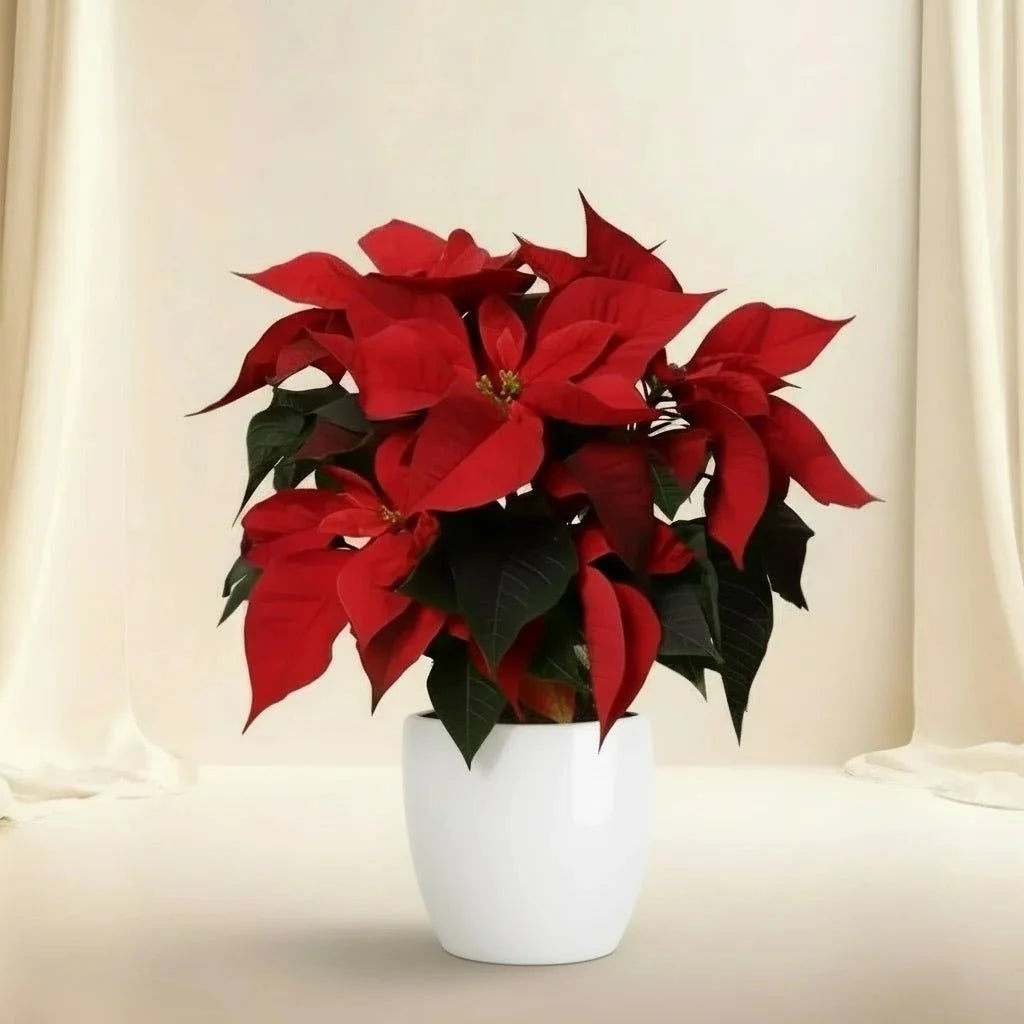 Euphorbia Pulcherrima (Titan Red) Or Poinsettia 30 - 40cm - Greensouq - 