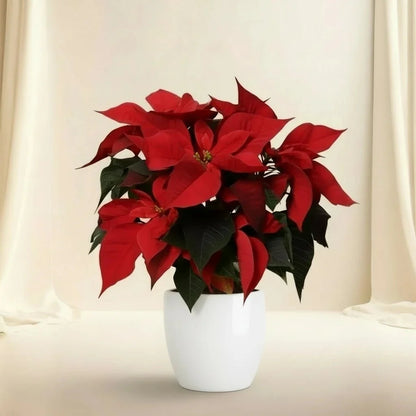 Euphorbia Pulcherrima (Titan Red) Or Poinsettia 30 - 40cm - Greensouq - 