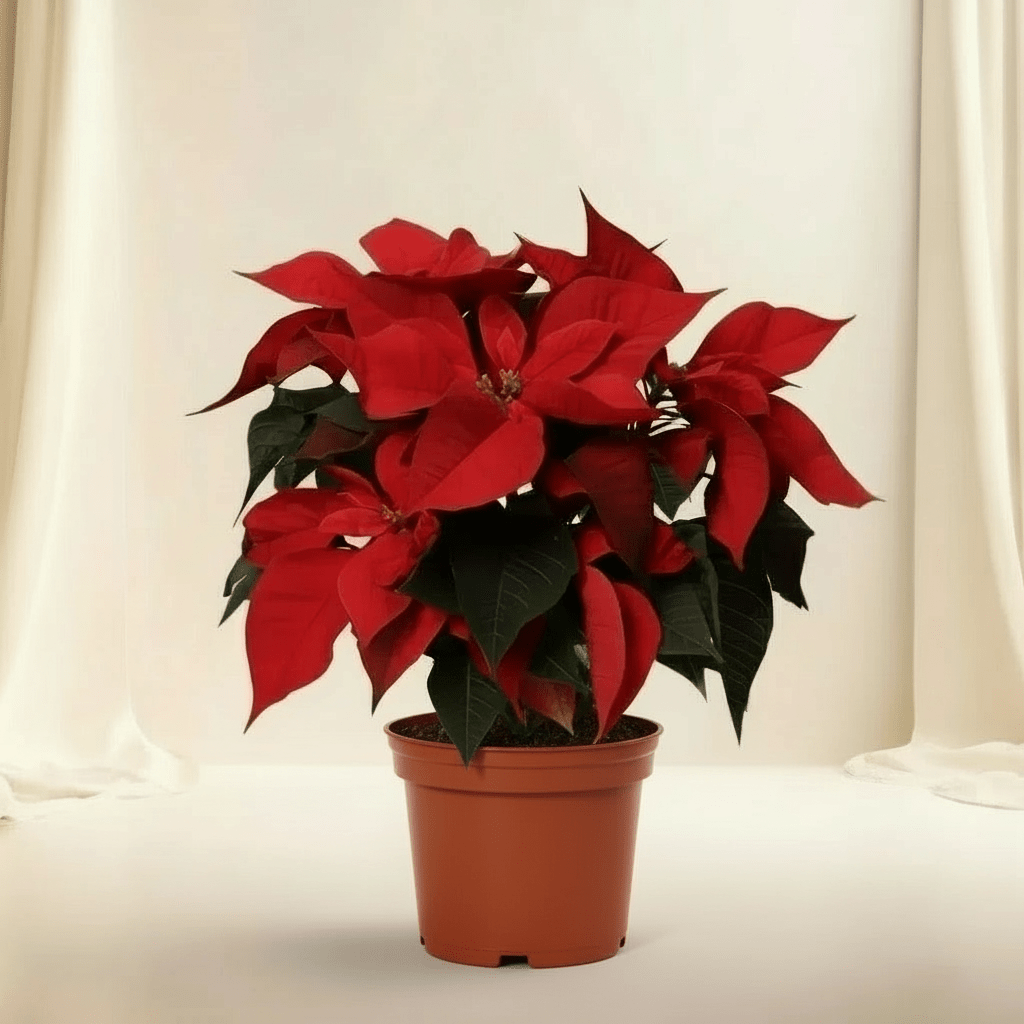 Euphorbia Pulcherrima (Titan Red) Or Poinsettia 30 - 40cm - Greensouq - 