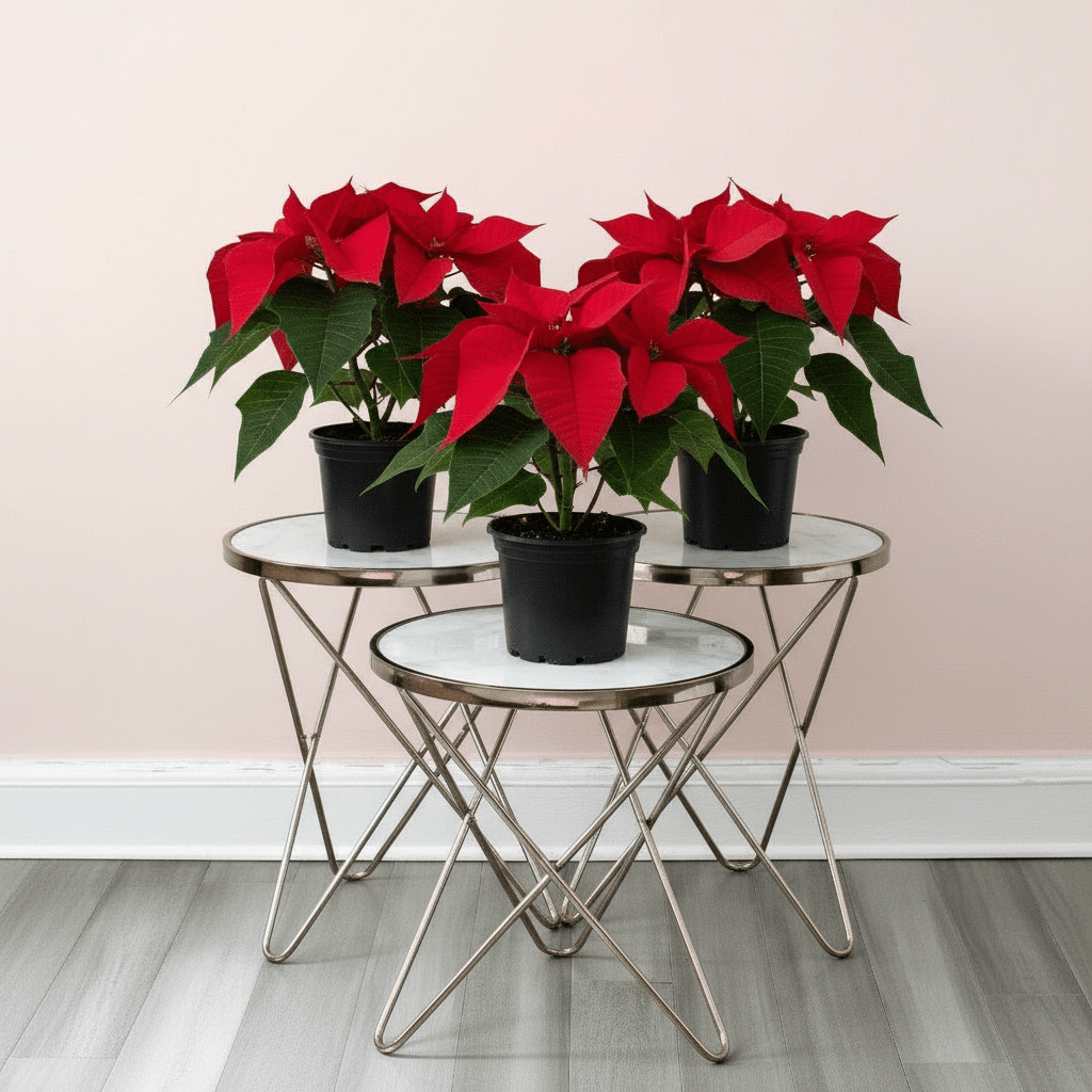 Euphorbia Pulcherrima (Titan Red) Or Poinsettia 30 - 40cm - Greensouq - 