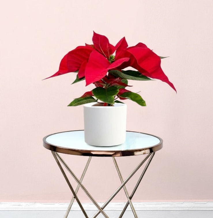 Euphorbia Pulcherrima (Titan Red) Or Poinsettia 30 - 40cm - Greensouq - 