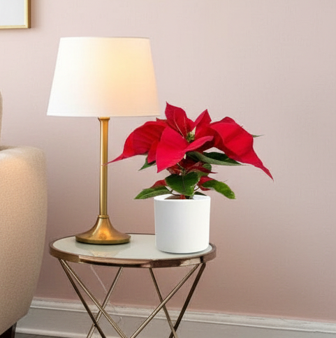 Euphorbia Pulcherrima (Titan Red) Or Poinsettia 30-40cm