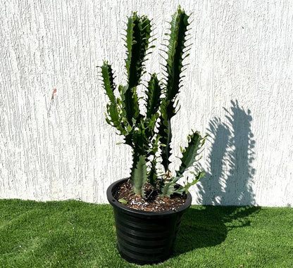 Euphorbia Trigona | Candelabra Cactus 0.6 - 0.8m - Greensouq - 