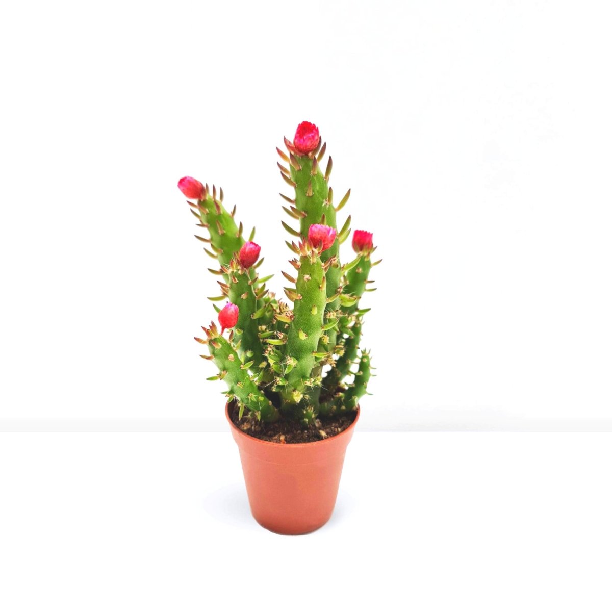 Eve's pin Cactus | Opuntia Subulata Indoor 5 - 8cm - Greensouq - 