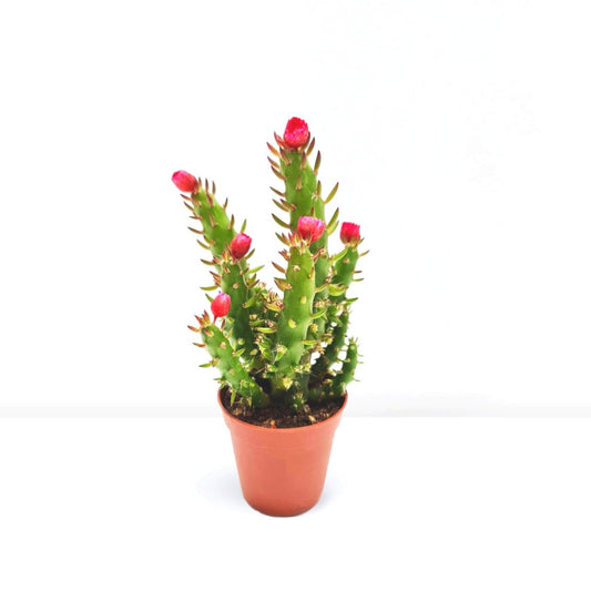 Eve's pin Cactus | Opuntia Subulata Indoor 5 - 8cm - Greensouq - 
