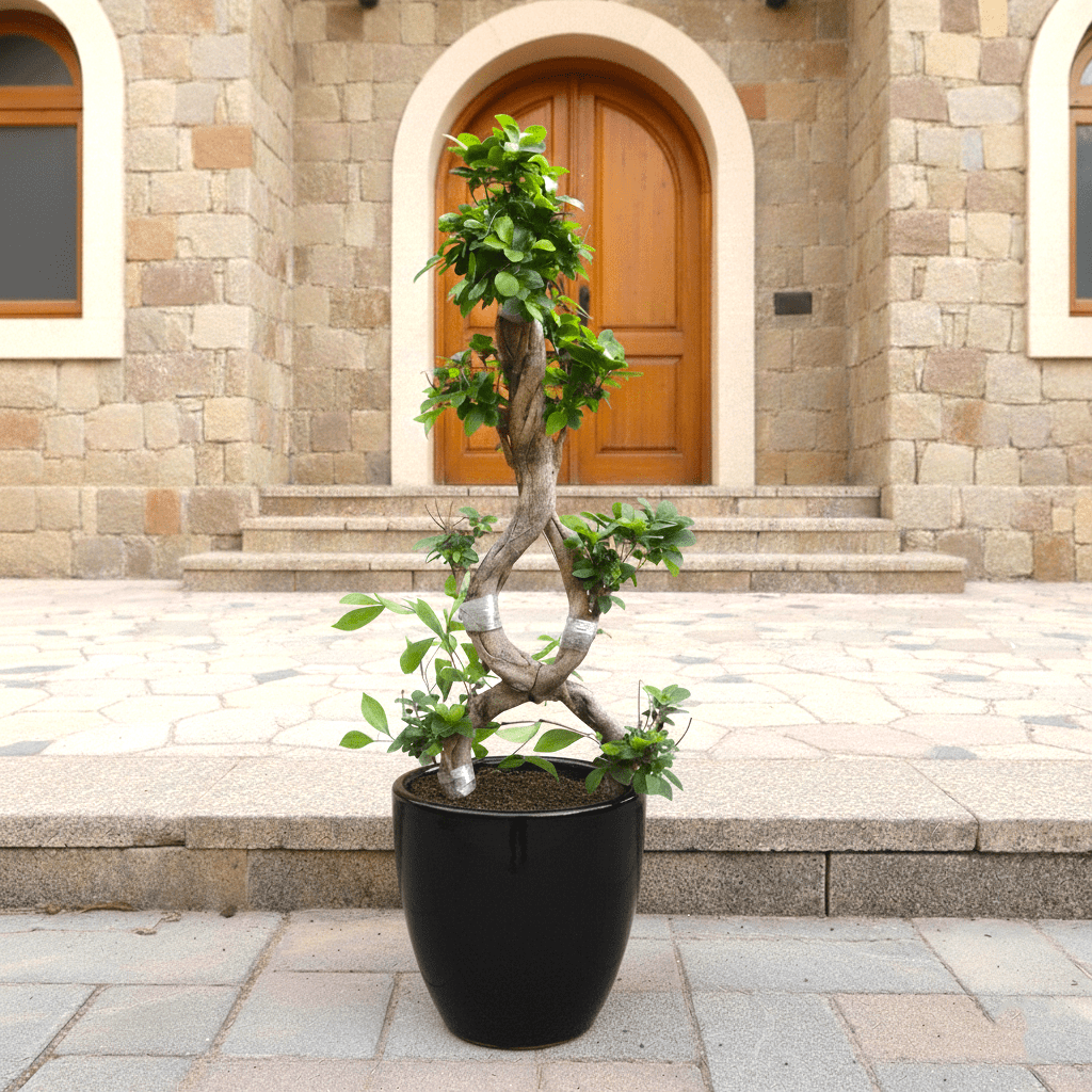Ficus "8" Bonsai Tree | Unique Twisted Trunk Design | Indoor House Plant 60 - 80cm - Greensouq - 