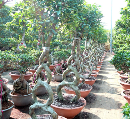 Ficus 8 - Shape Nitida Bonsai | Ficus Nitida Bonsai 1.5 - 1.8m - Greensouq - 