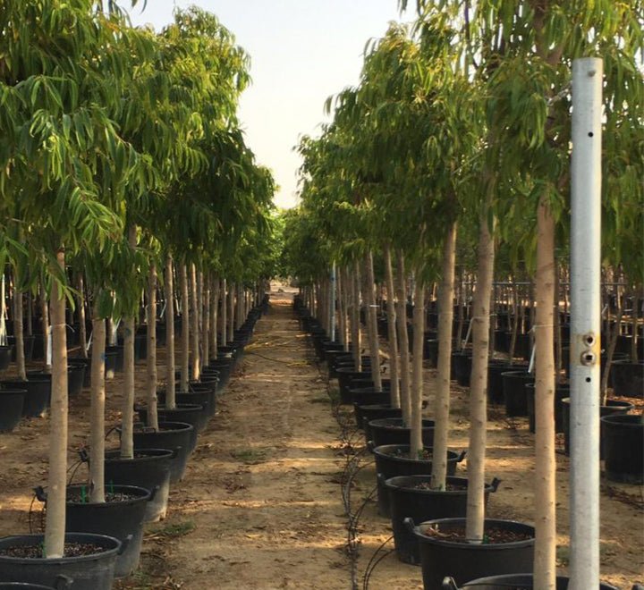 Ficus alii Amstel Queen "Long Leaf Ficus" 1.7 - 4.0m - Greensouq - 