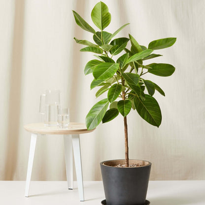 Ficus Altissima "Council Tree" - Greensouq - 