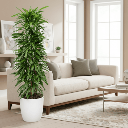 Ficus Amstel King 1.0 - 1.2m - Greensouq - 