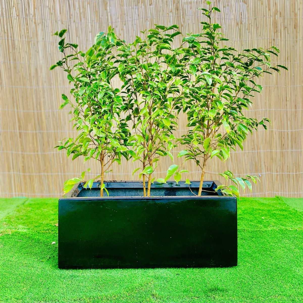 3x Starlight Ficus in Rectangular Fiber Glass Planter (GRP) (70x30x30cm) - Greensouq -