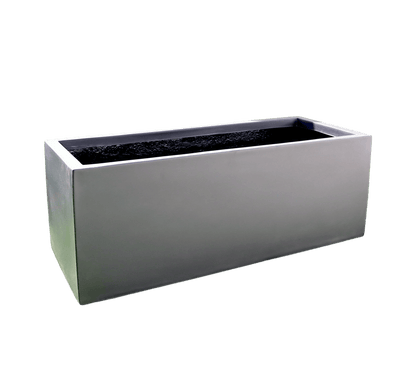 3x Starlight Ficus in Rectangular Fiber Glass Planter (GRP) (70x30x30cm) - Greensouq -