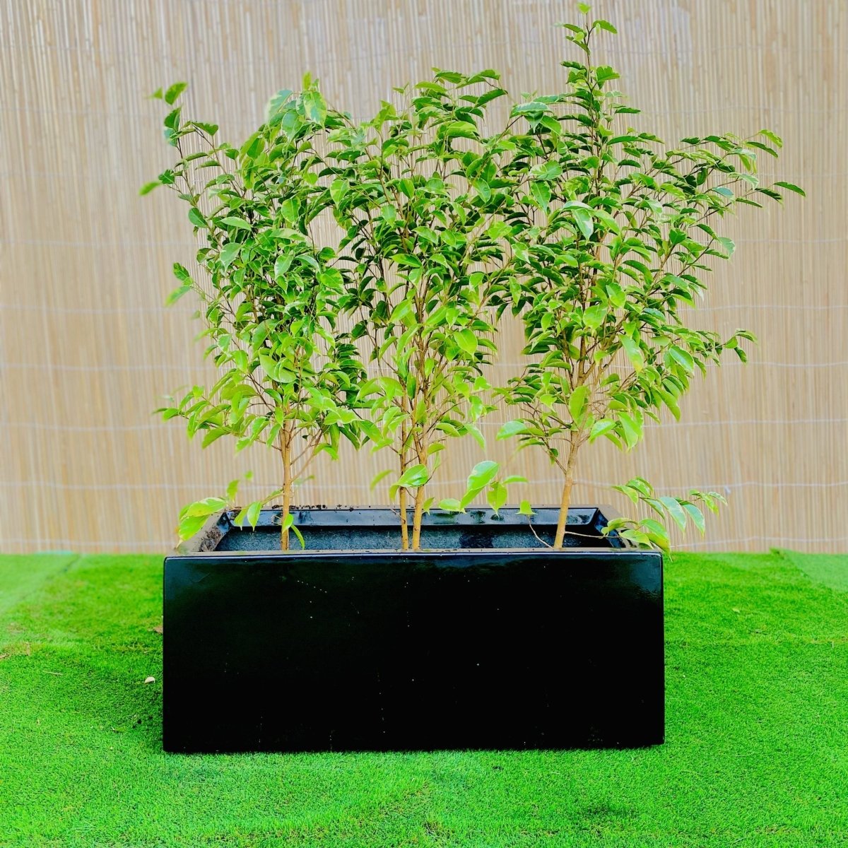 3x Starlight Ficus in Rectangular Fiber Glass Planter (GRP) (70x30x30cm) - Greensouq -