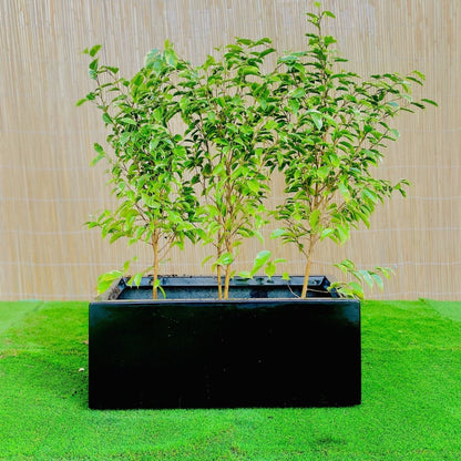 3x Starlight Ficus in Rectangular Fiber Glass Planter (GRP) (70x30x30cm) - Greensouq -