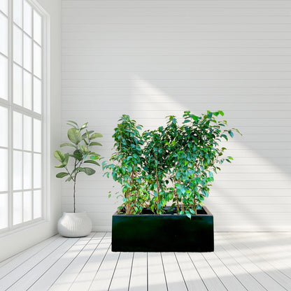 Ficus Banjamina Trio in Rectangular Fiber Glass Planter (GRP) (70x30x30cm) - Greensouq - 