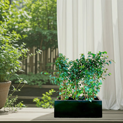 Ficus Banjamina Trio in Rectangular Fiber Glass Planter (GRP) (70x30x30cm) - Greensouq - 