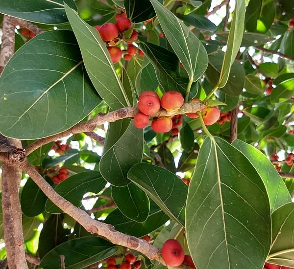 Ficus Benghalensis "Banyan Fig" - Greensouq - 