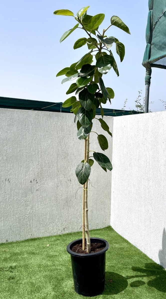 Ficus Benghalensis "Banyan Fig" - Greensouq - 