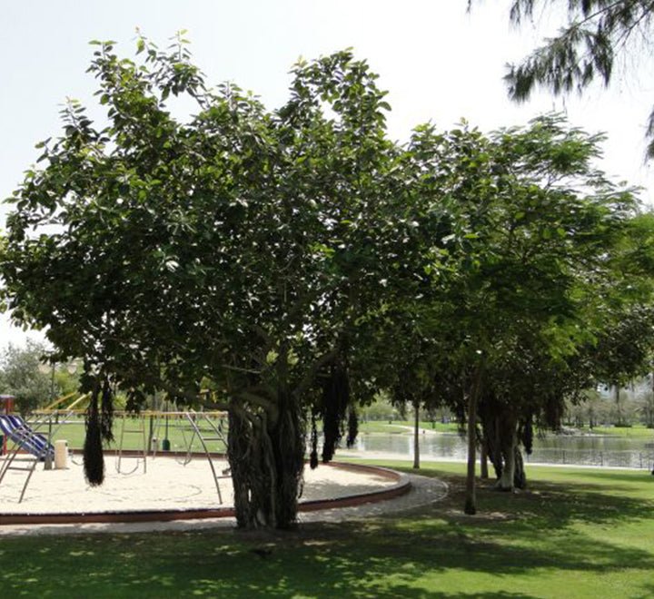 Ficus Benghalensis "Banyan Fig" - Greensouq - 