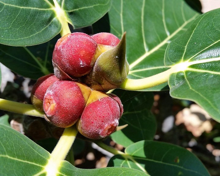Ficus Benghalensis "Banyan Fig" - Greensouq - 
