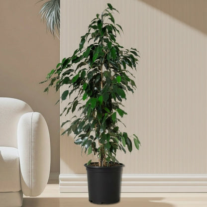 Ficus Benjamina 'Danielle' Holland - Greensouq - 
