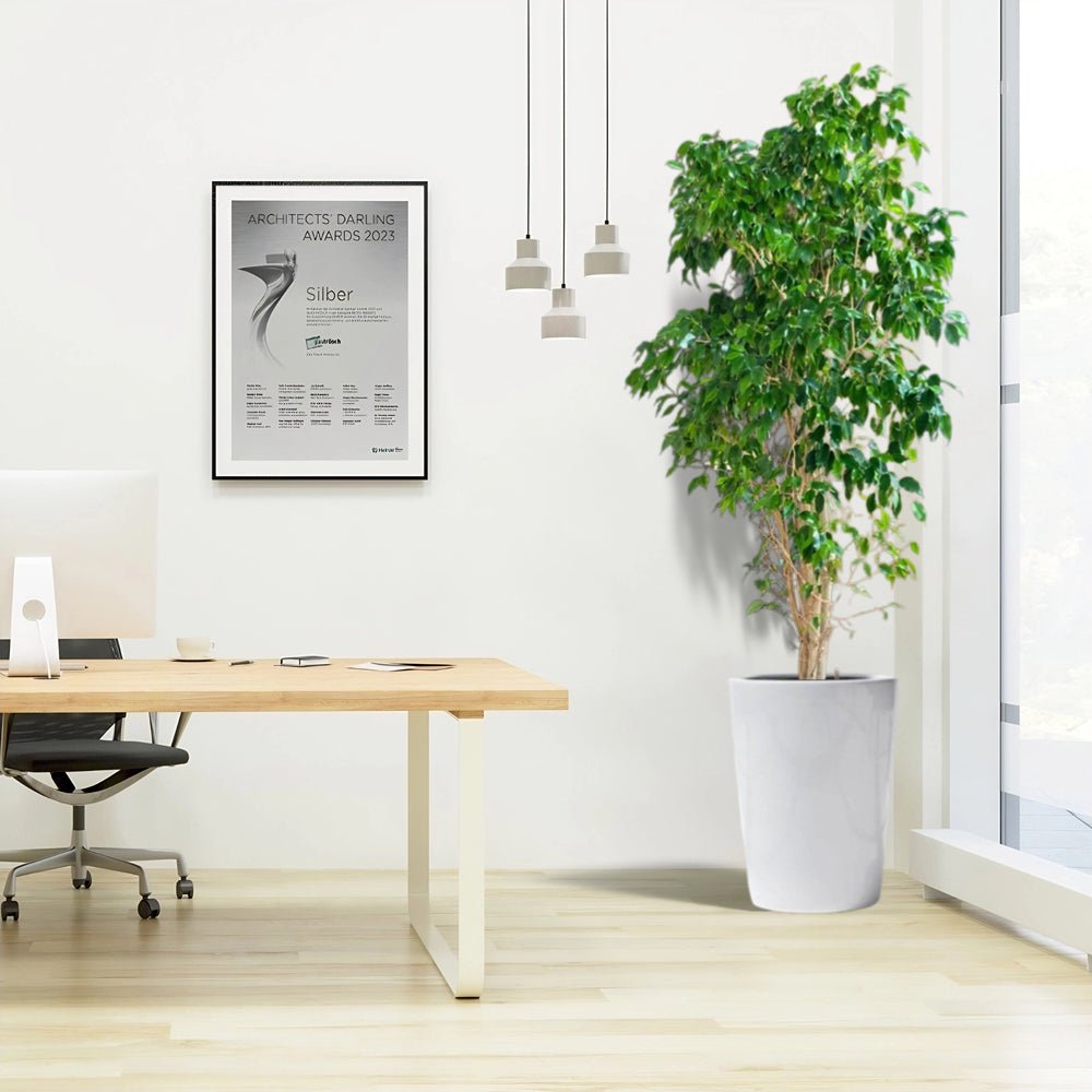 Ficus Benjamina / Weeping Fig- Greensouq -