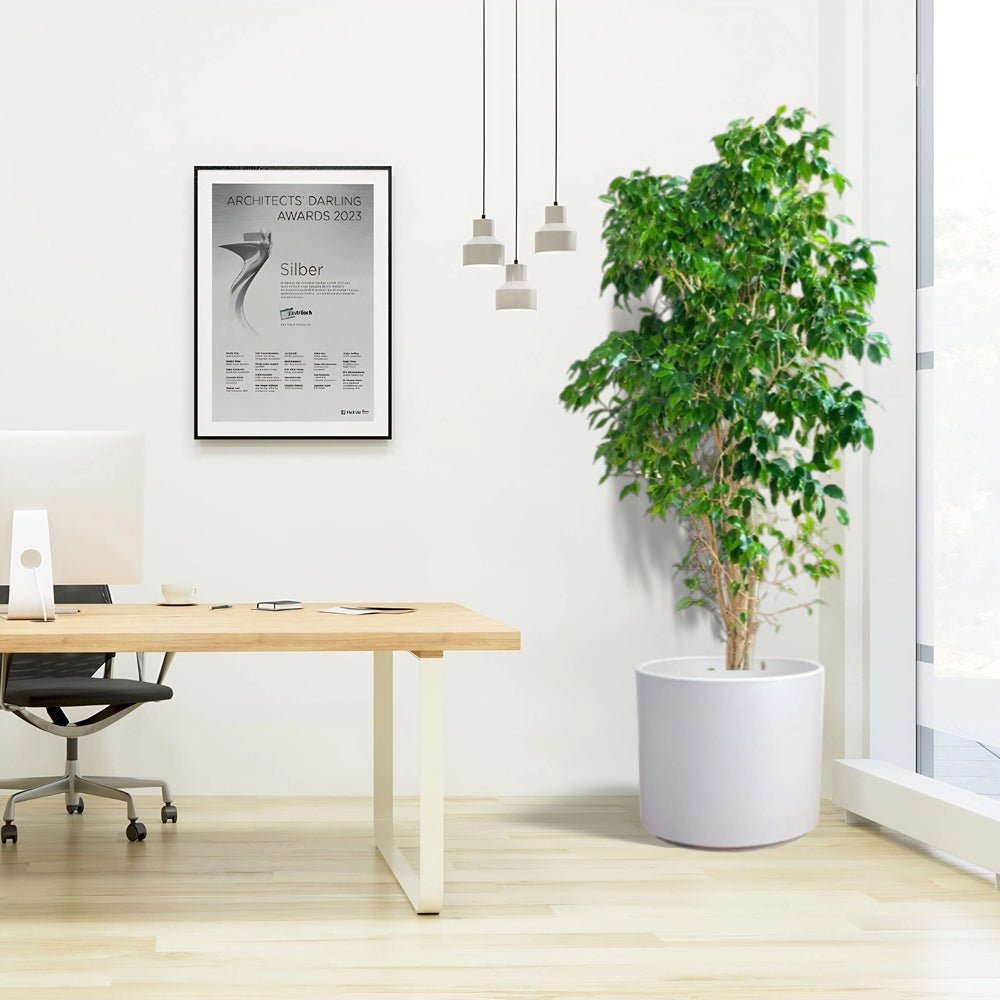 Ficus Benjamina / Weeping Fig - Greensouq -