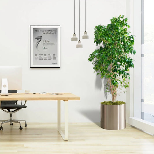 Ficus Benjamina / Weeping Fig - Greensouq -