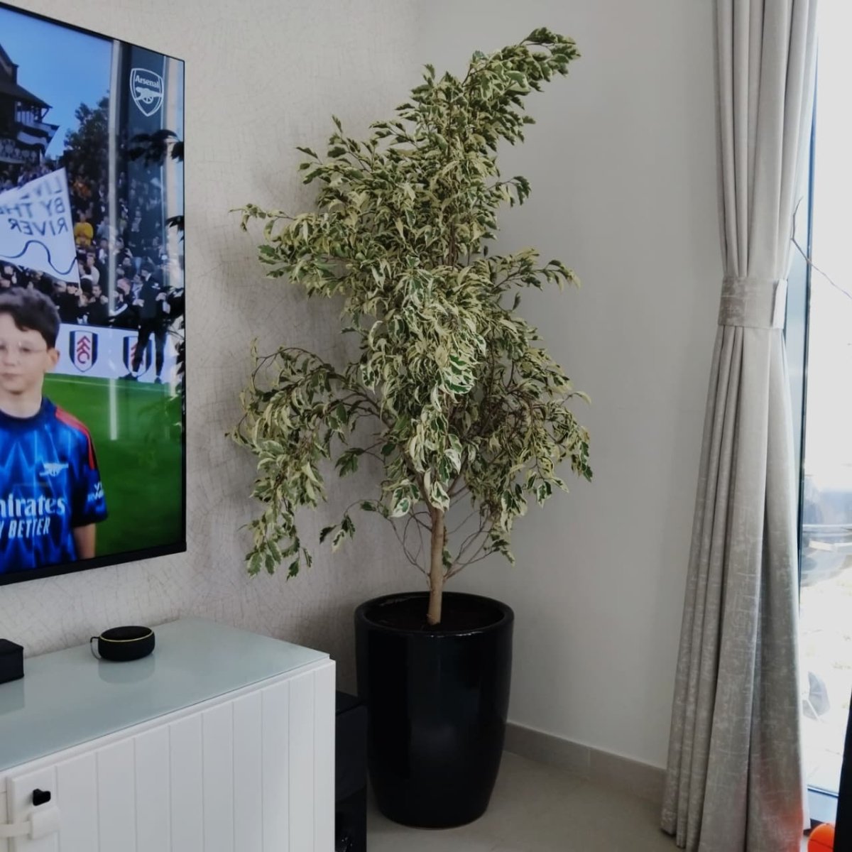 Ficus Benjamina Holland Or Twilight 100 - 120cm - Greensouq - 