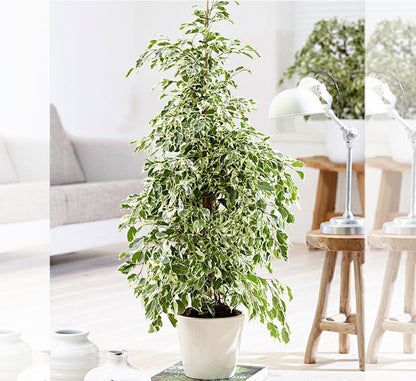 Ficus Benjamina Holland Or Twilight 100 cm to 120 cm - Greensouq - 