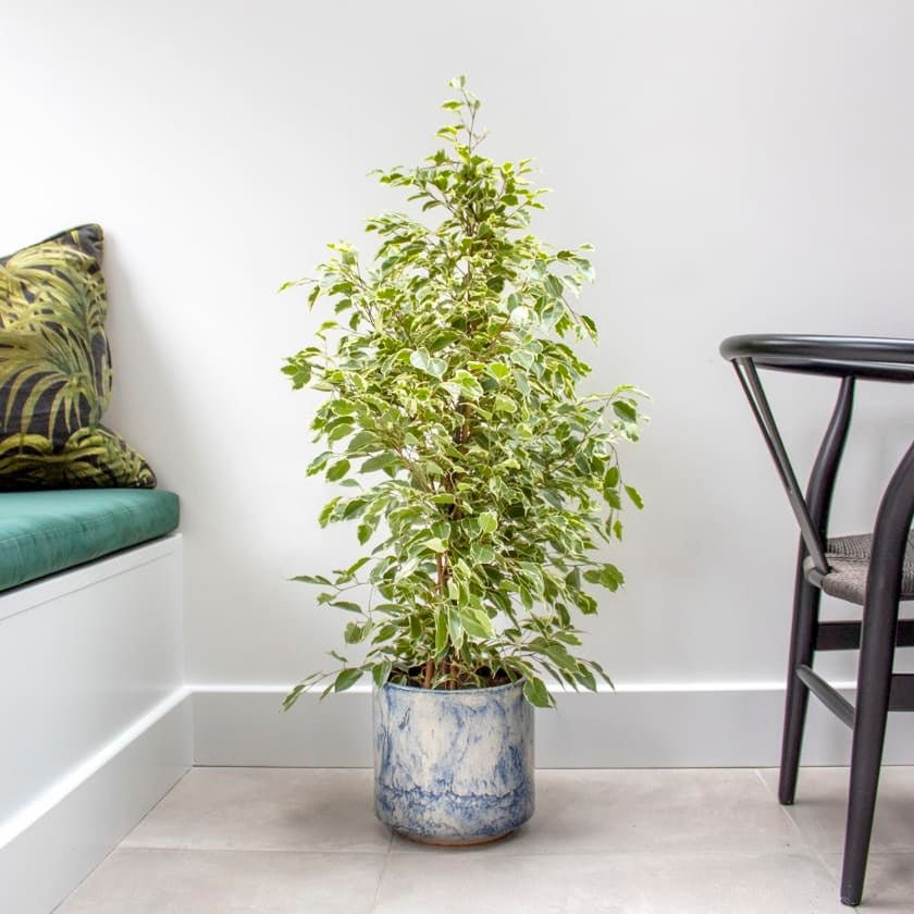 Ficus Benjamina Holland Or Twilight 100 cm to 120 cm - Greensouq - 