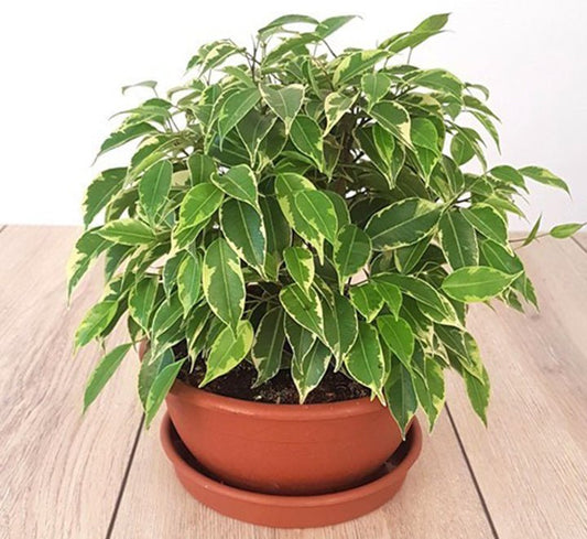 Ficus Benjamina Or Kinky - Greensouq - 
