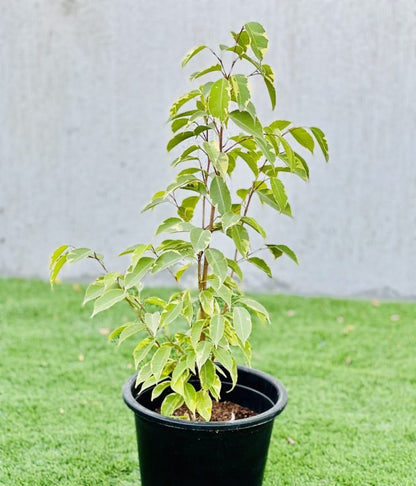 Ficus benjamina variegata "Variegated Weeping Fig" 35 - 50cm - Greensouq - 