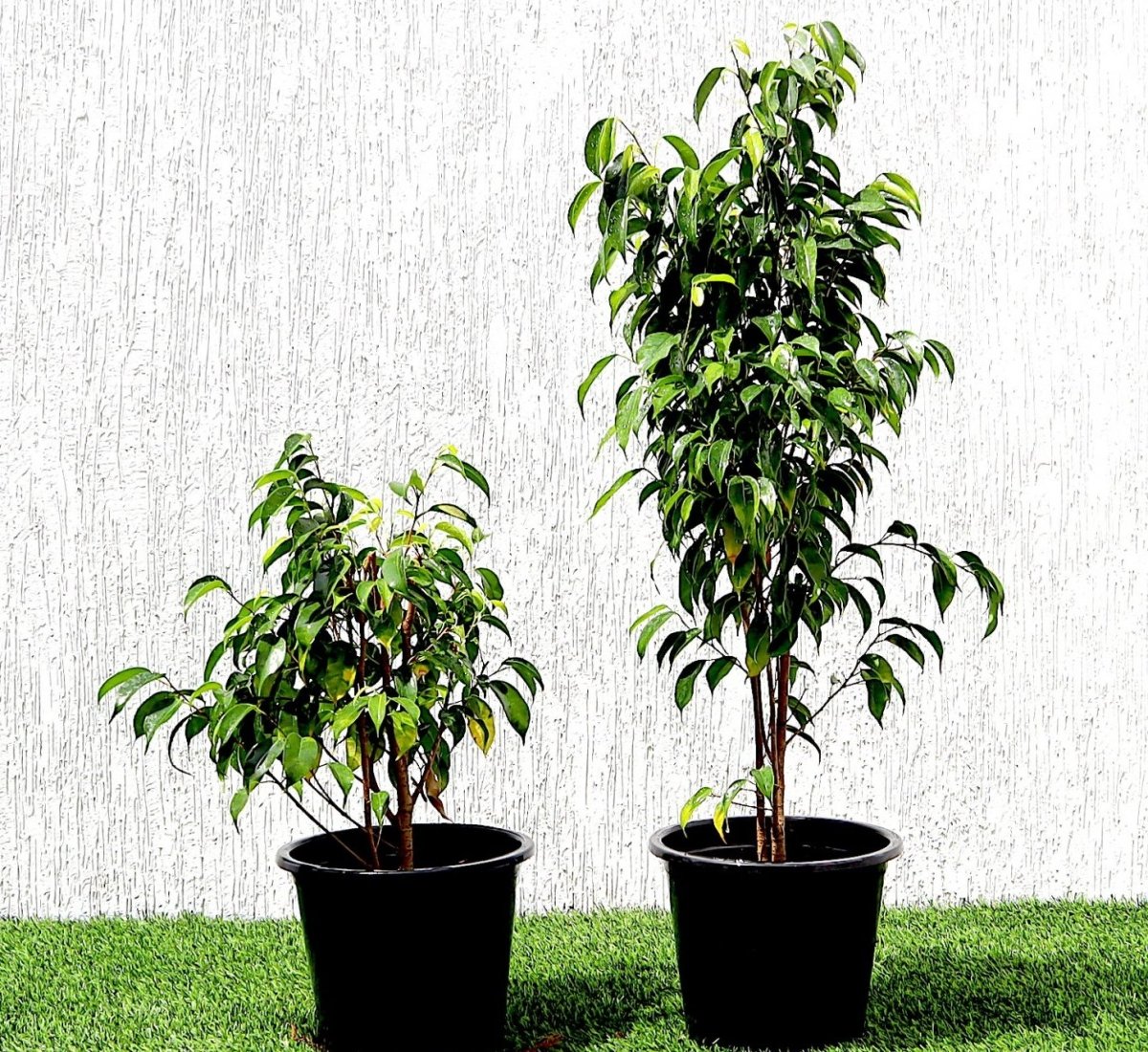 Ficus benjamina "Weeping Fig" (Outdoor) - Greensouq - 