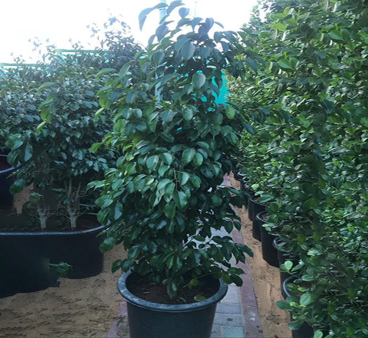 Ficus benjamina "Weeping Fig" (Outdoor) - Greensouq - 