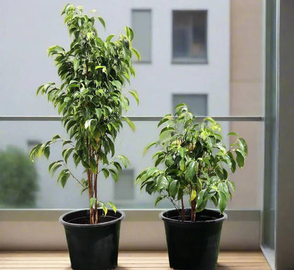 Ficus benjamina "Weeping Fig" (Outdoor) - Greensouq - 