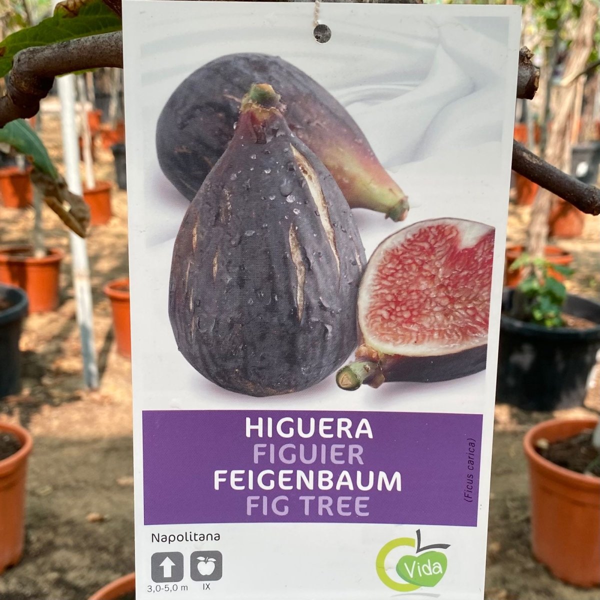 Ficus Carica "Fig Tree" شجرة التين - Greensouq - 