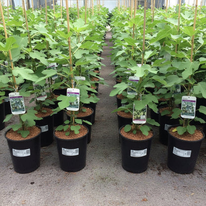 Ficus Carica "Fig Tree" شجرة التين - Greensouq - 